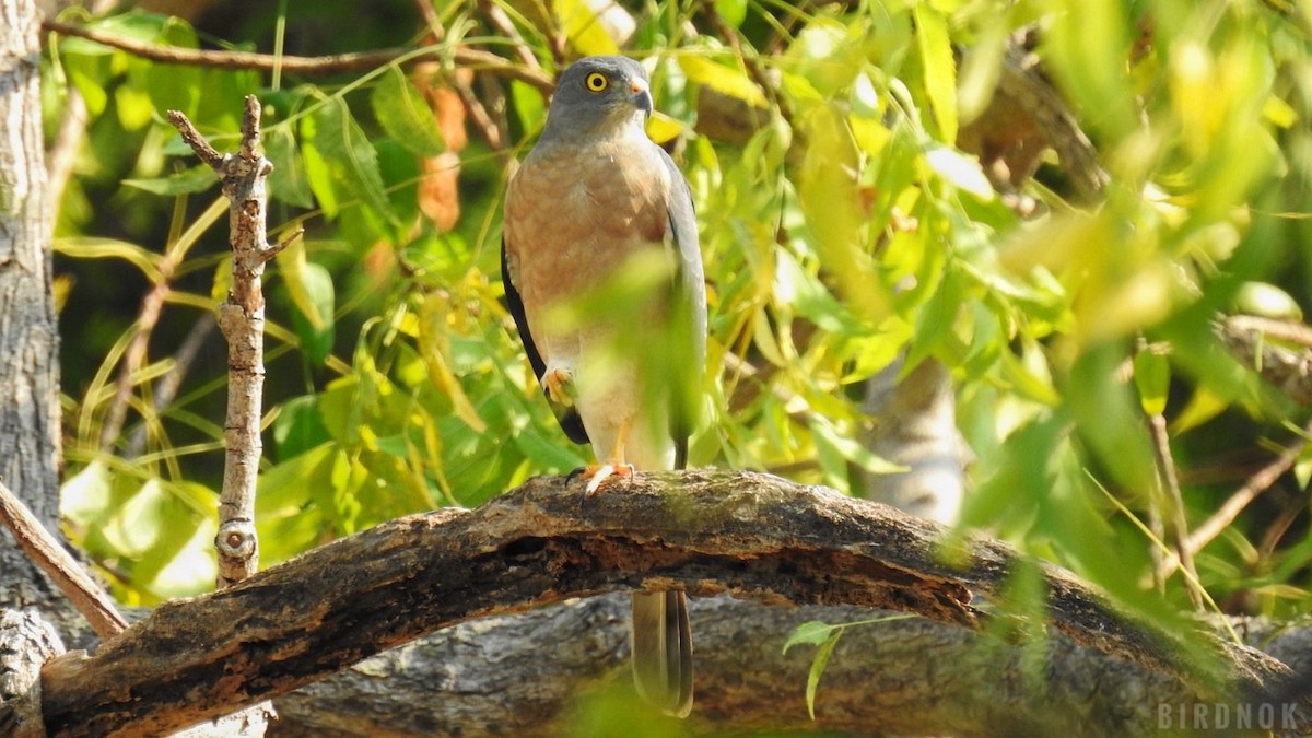 Chinese Sparrowhawk - ML613890035