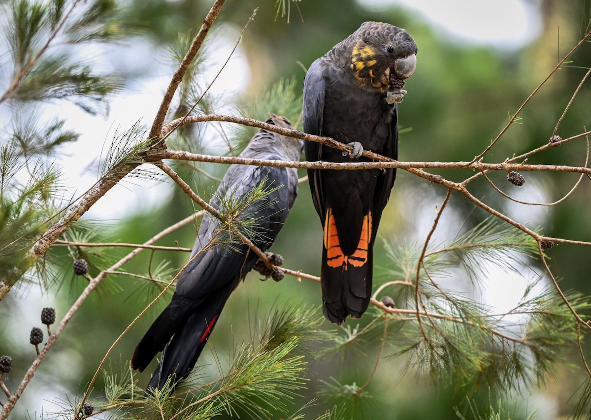 Glossy Black-Cockatoo - ML613890038