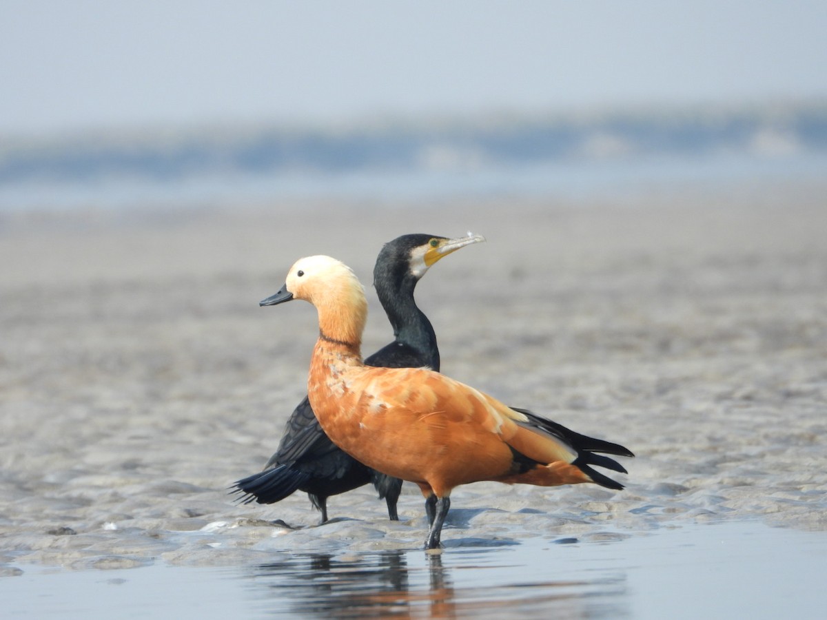 Great Cormorant - ML613890039