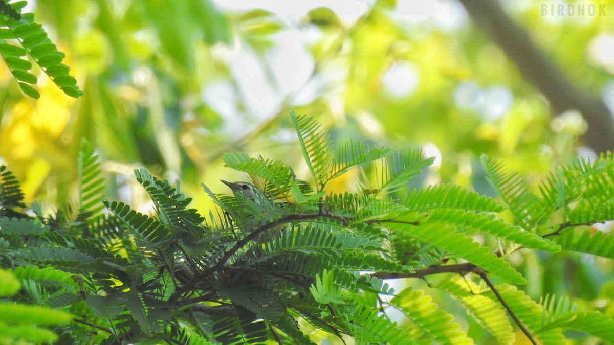 Yellow-browed Warbler - Rounnakorn Thientongtaworn