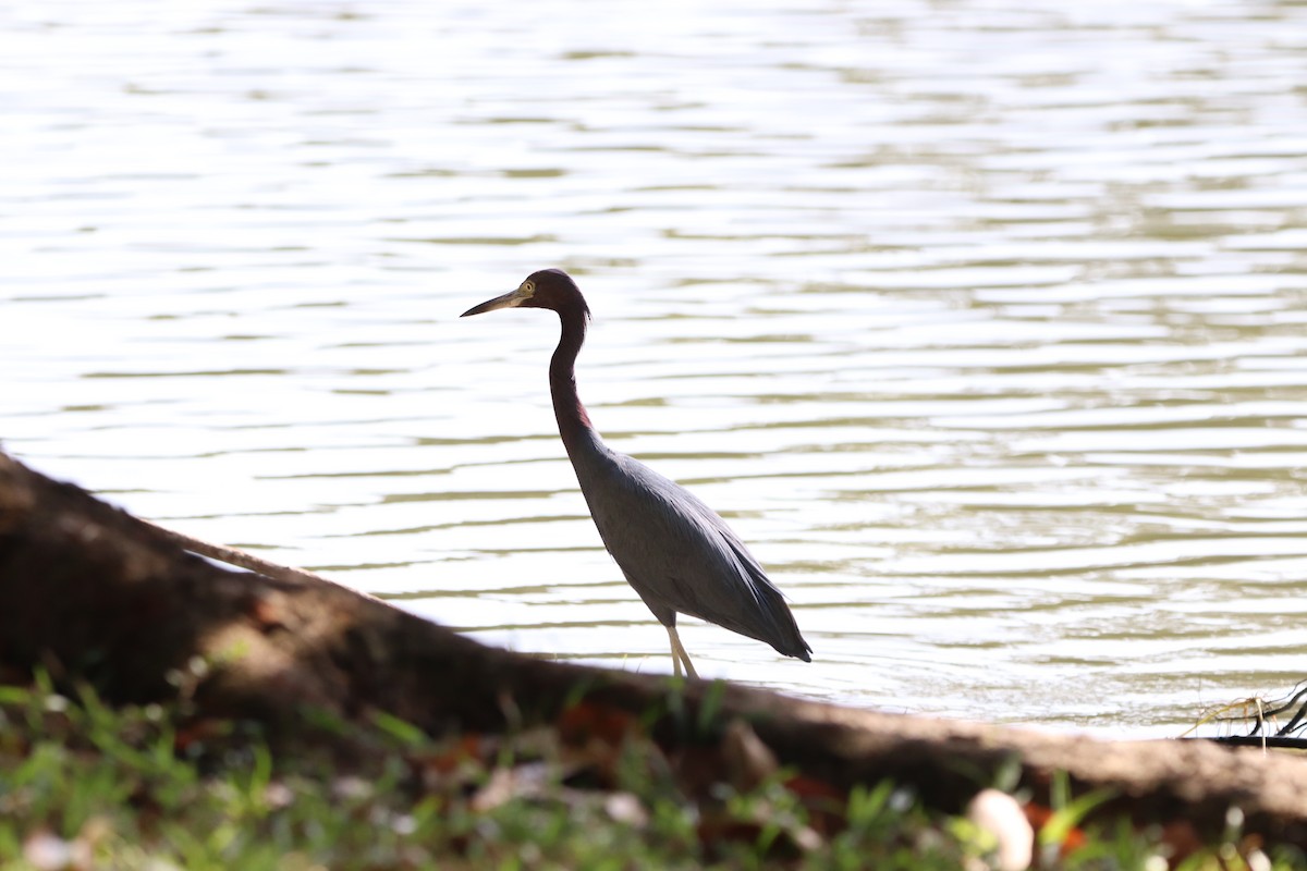 Little Blue Heron - ML613890089