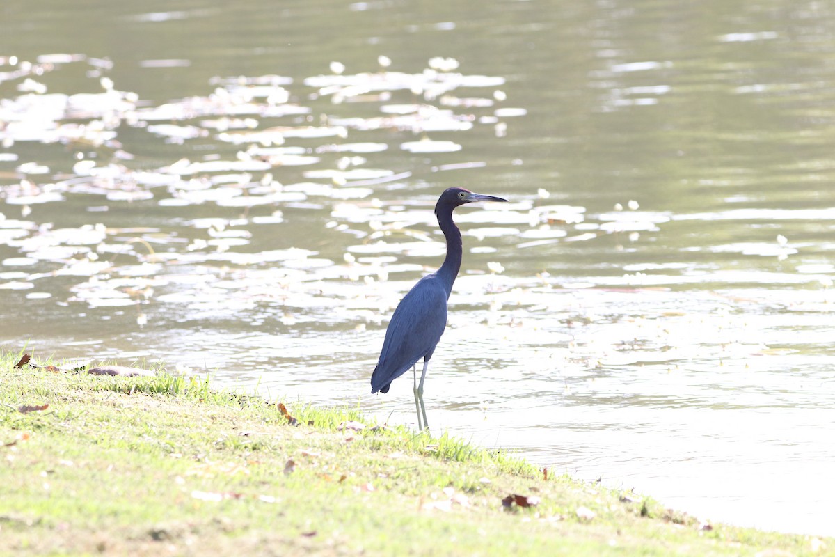 Little Blue Heron - ML613890090