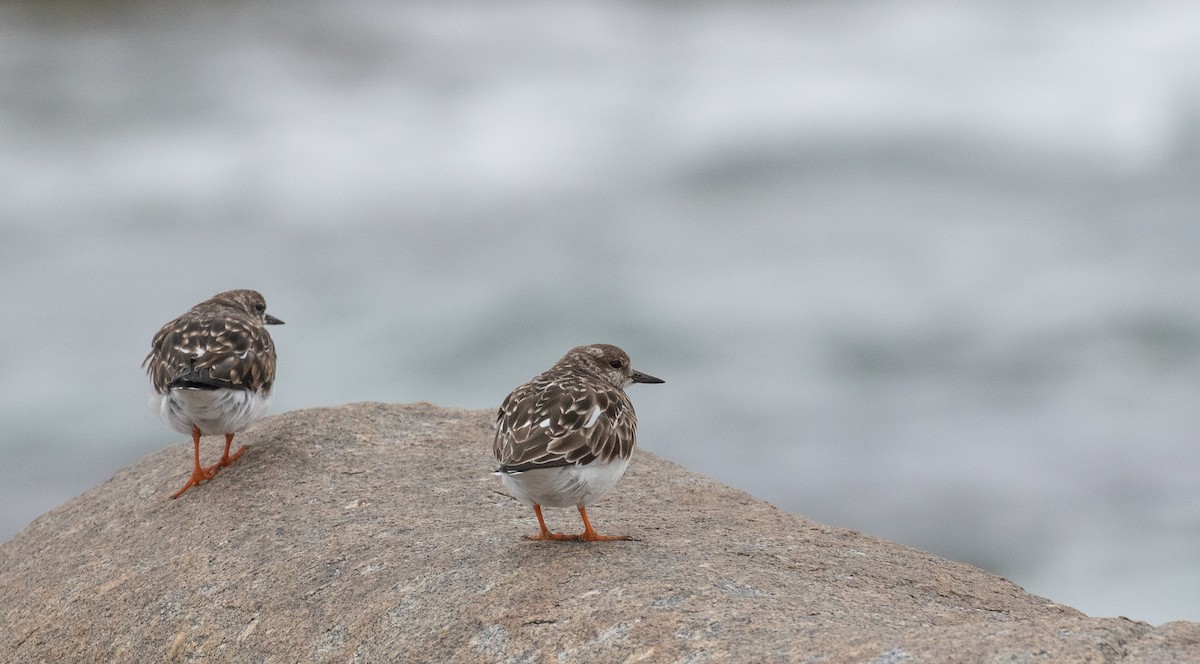 Ruddy Turnstone - ML613890156