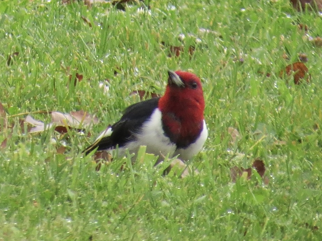 Red-headed Woodpecker - ML613890203