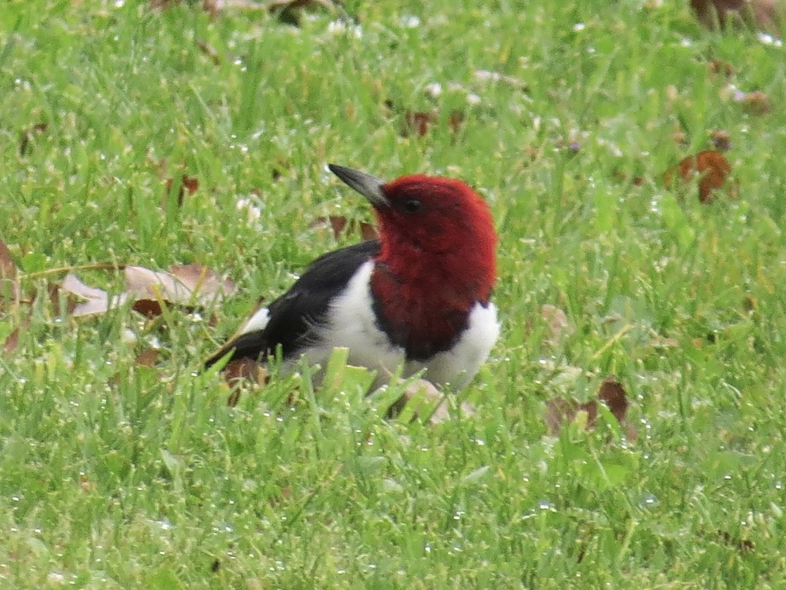 Red-headed Woodpecker - ML613890204
