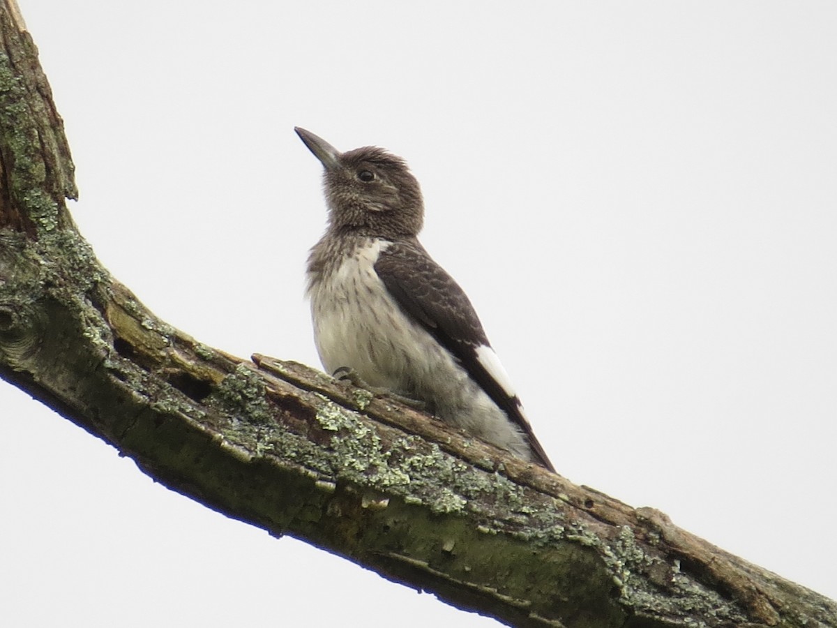 Red-headed Woodpecker - ML613890207