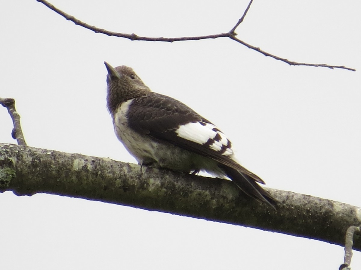 Red-headed Woodpecker - ML613890210