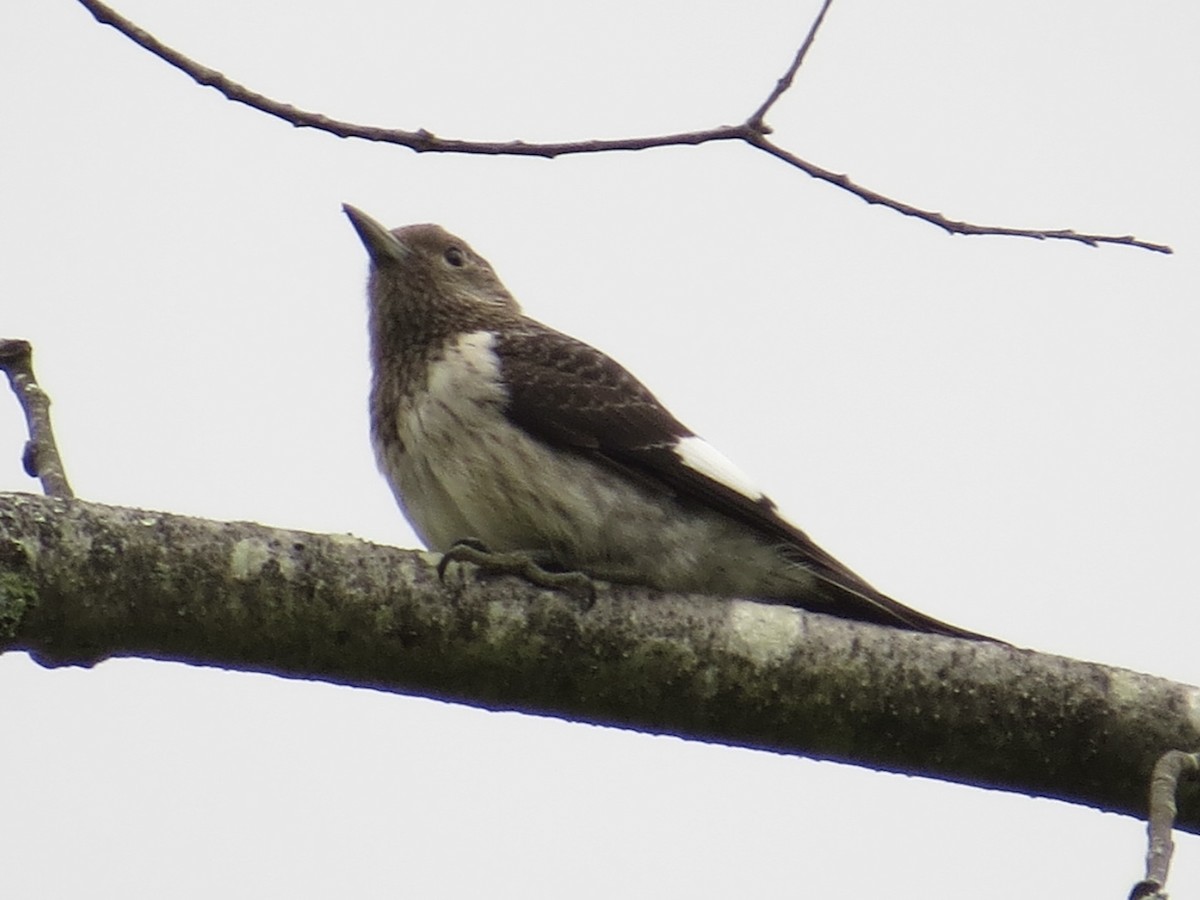 Red-headed Woodpecker - ML613890211