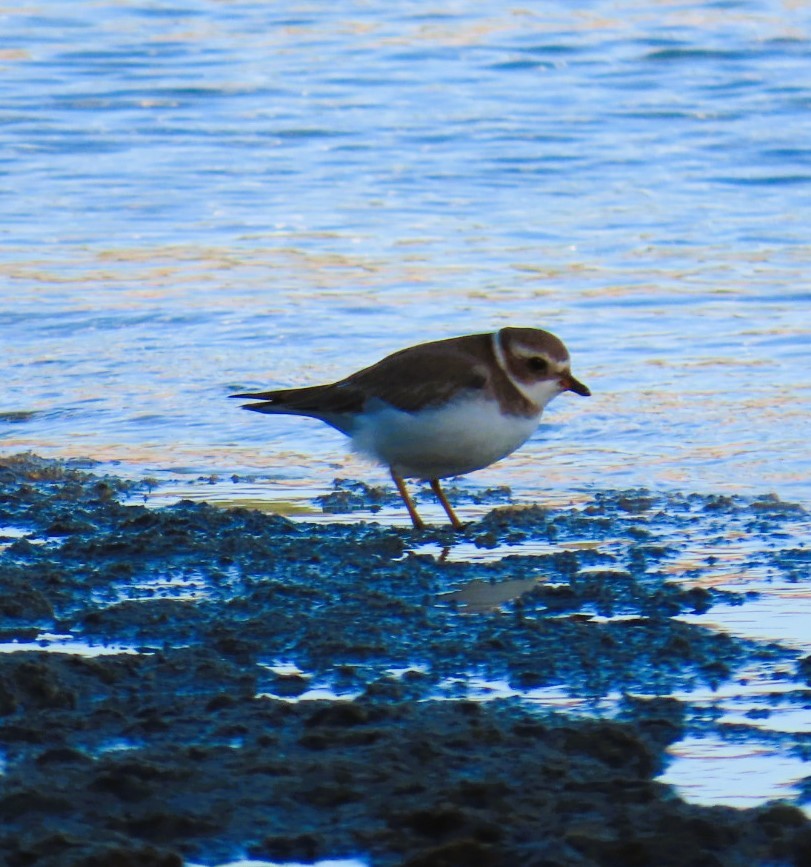 Semipalmated Plover - ML613890278