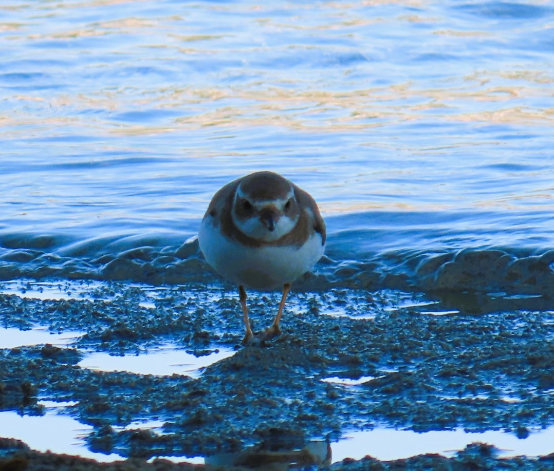 Semipalmated Plover - ML613890279