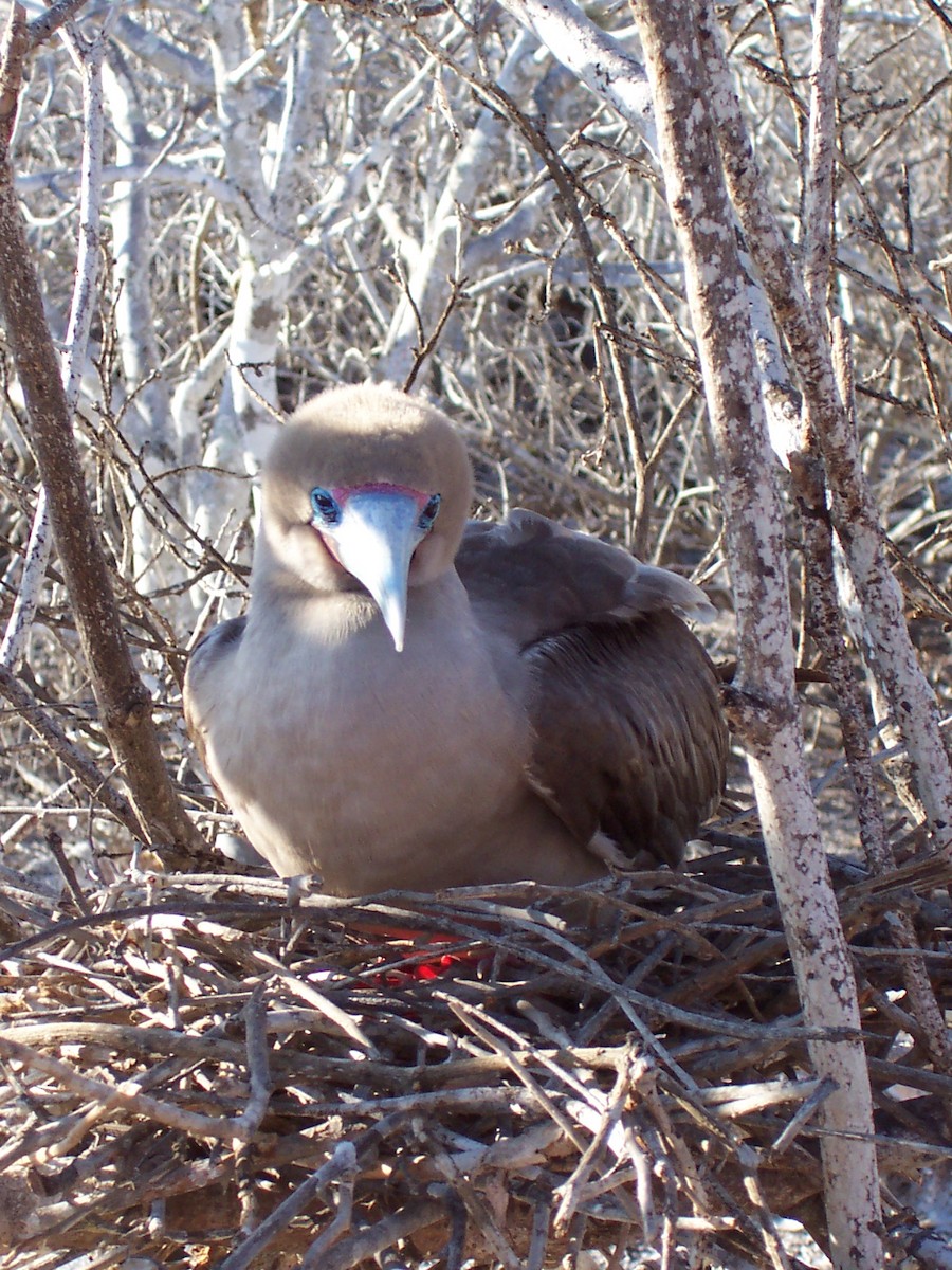 Red-footed Booby - ML613890339