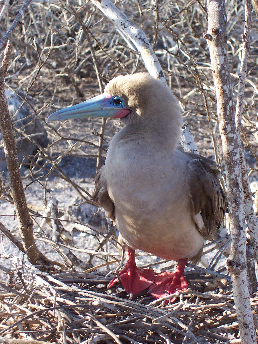 Red-footed Booby - ML613890340