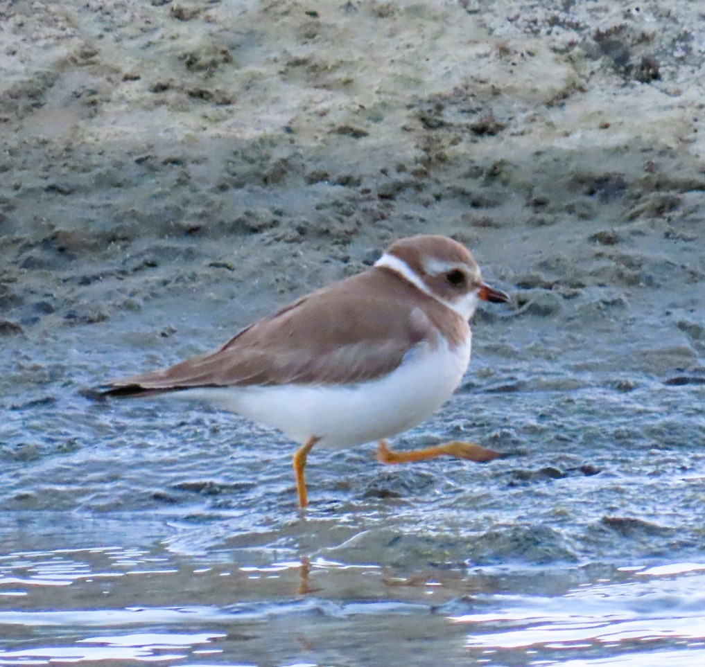 Semipalmated Plover - ML613890358