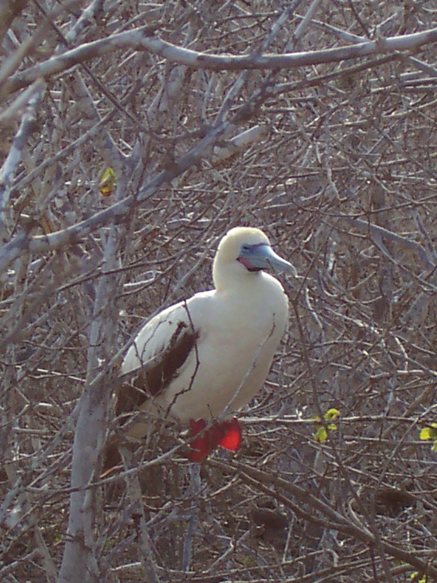 Red-footed Booby - ML613890373