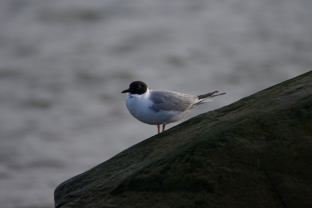 Bonaparte's Gull - ML613890378