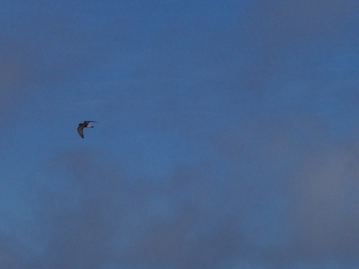 Wedge-rumped Storm-Petrel - ML613890379