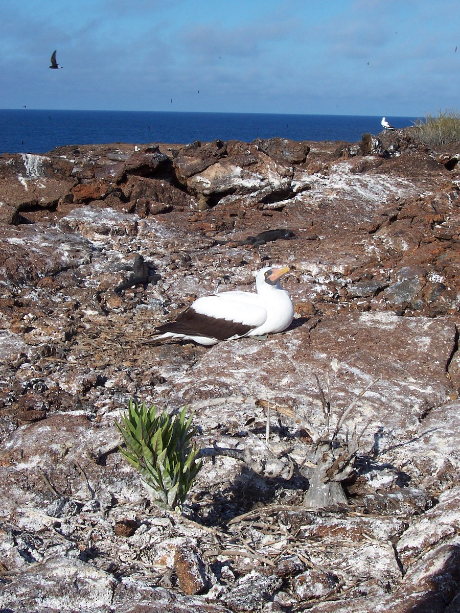 Wedge-rumped Storm-Petrel - ML613890380