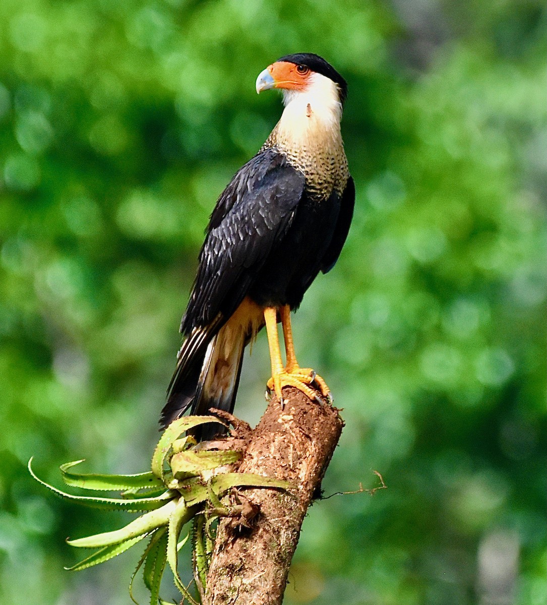 Crested Caracara - Michael Brower