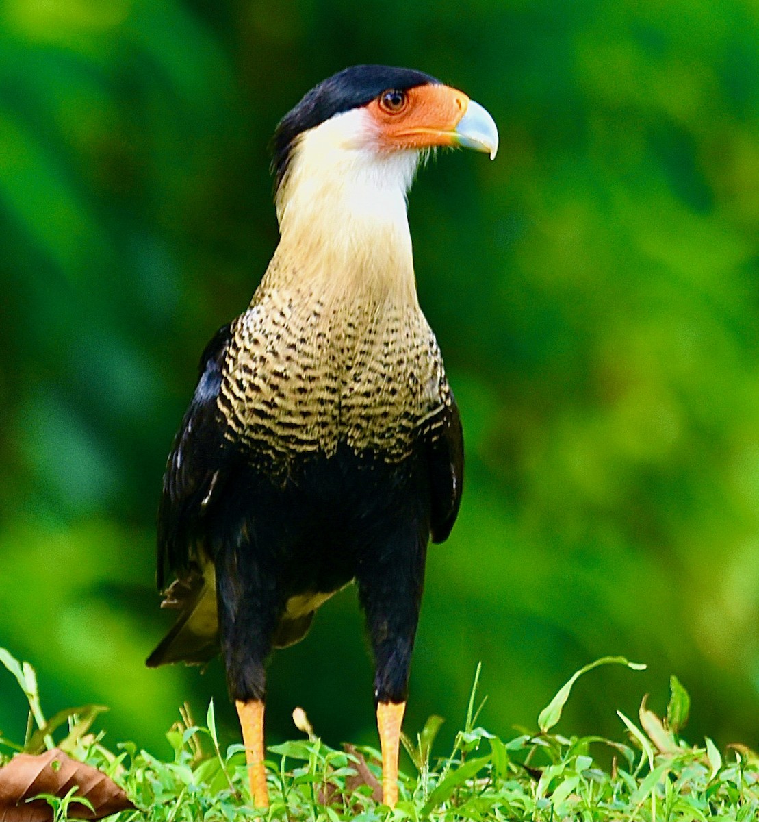 Crested Caracara - Michael Brower