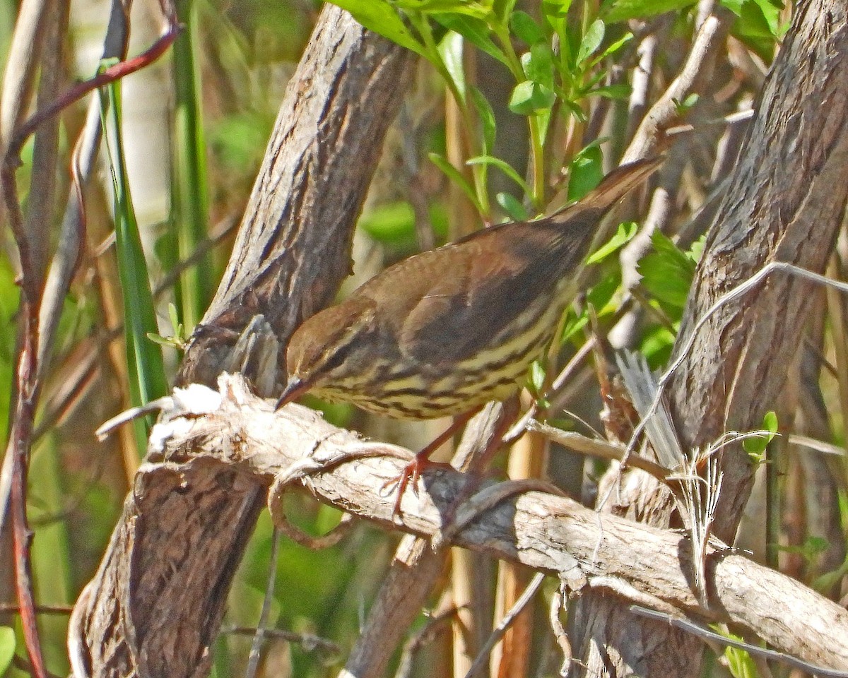 Northern Waterthrush - ML613890472