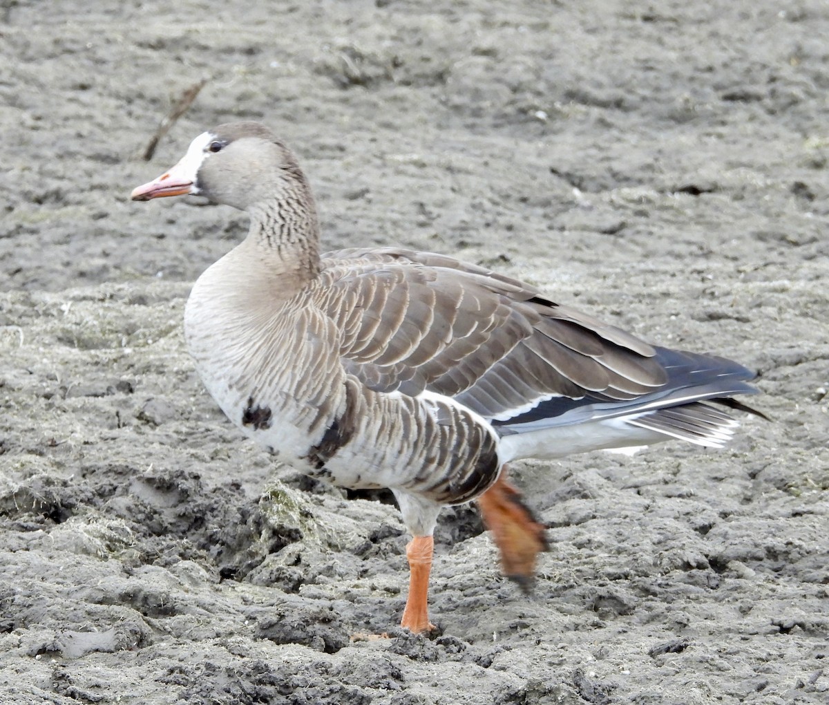 Greater White-fronted Goose - ML613890491