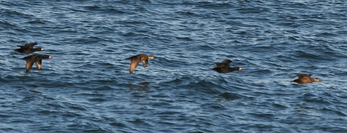 Black Scoter - David True