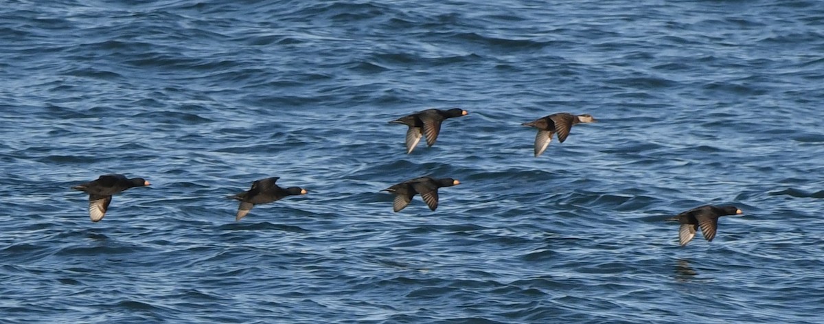 Black Scoter - David True