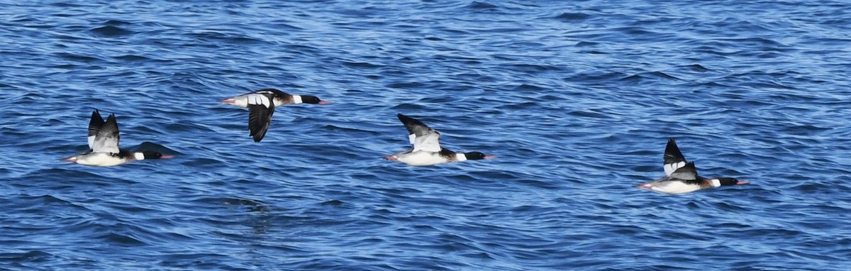 Red-breasted Merganser - ML613890589