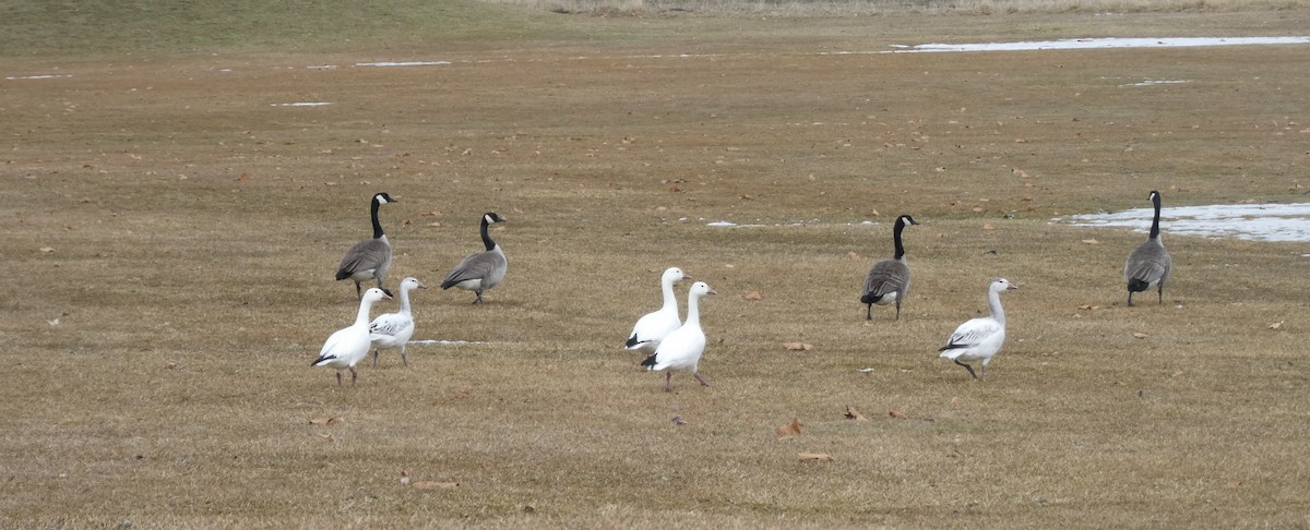 Snow Goose - ML613890606