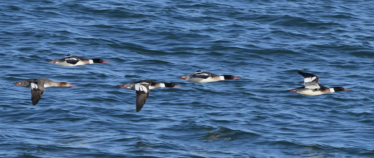 Red-breasted Merganser - ML613890618