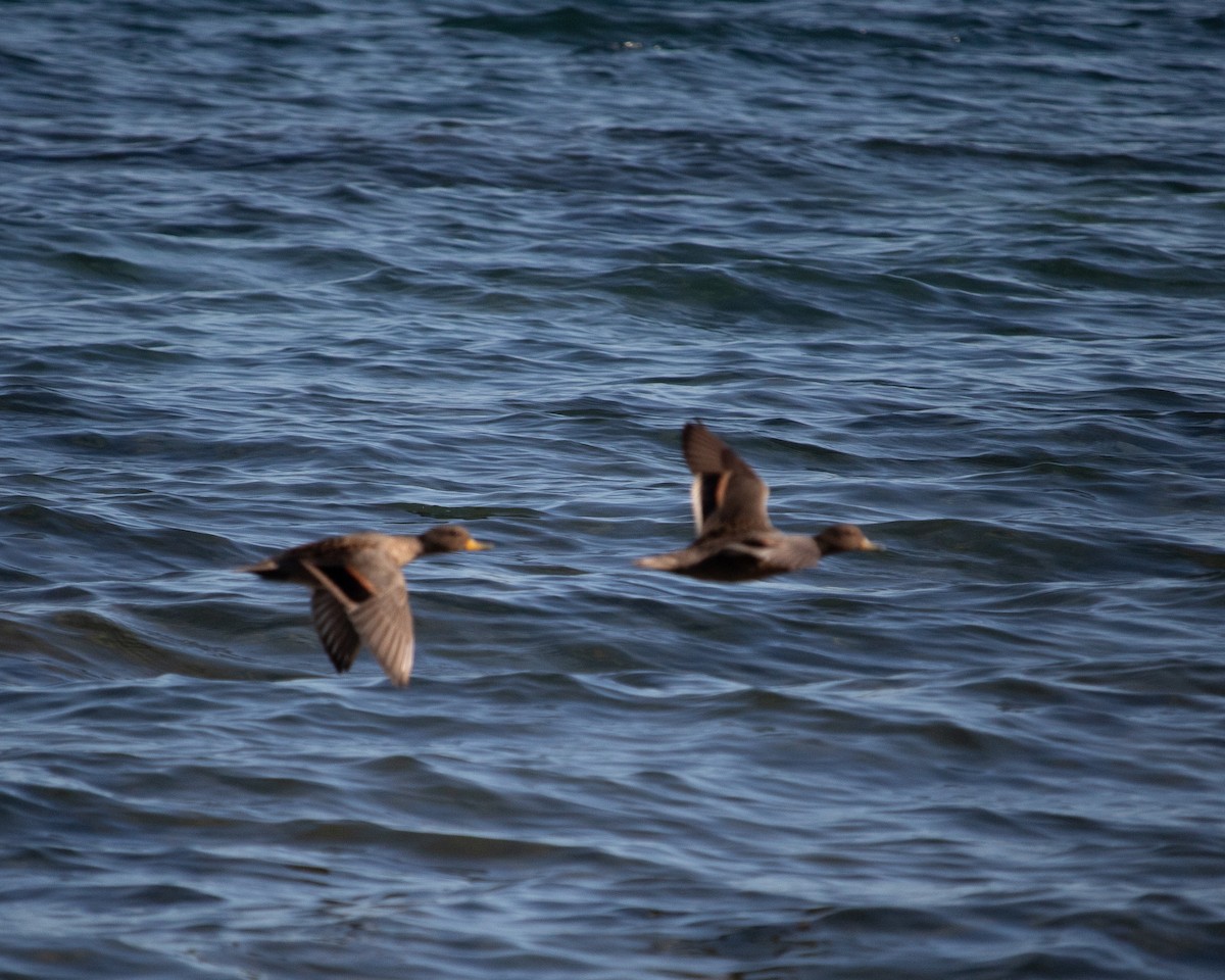 Yellow-billed Teal - ML613890626