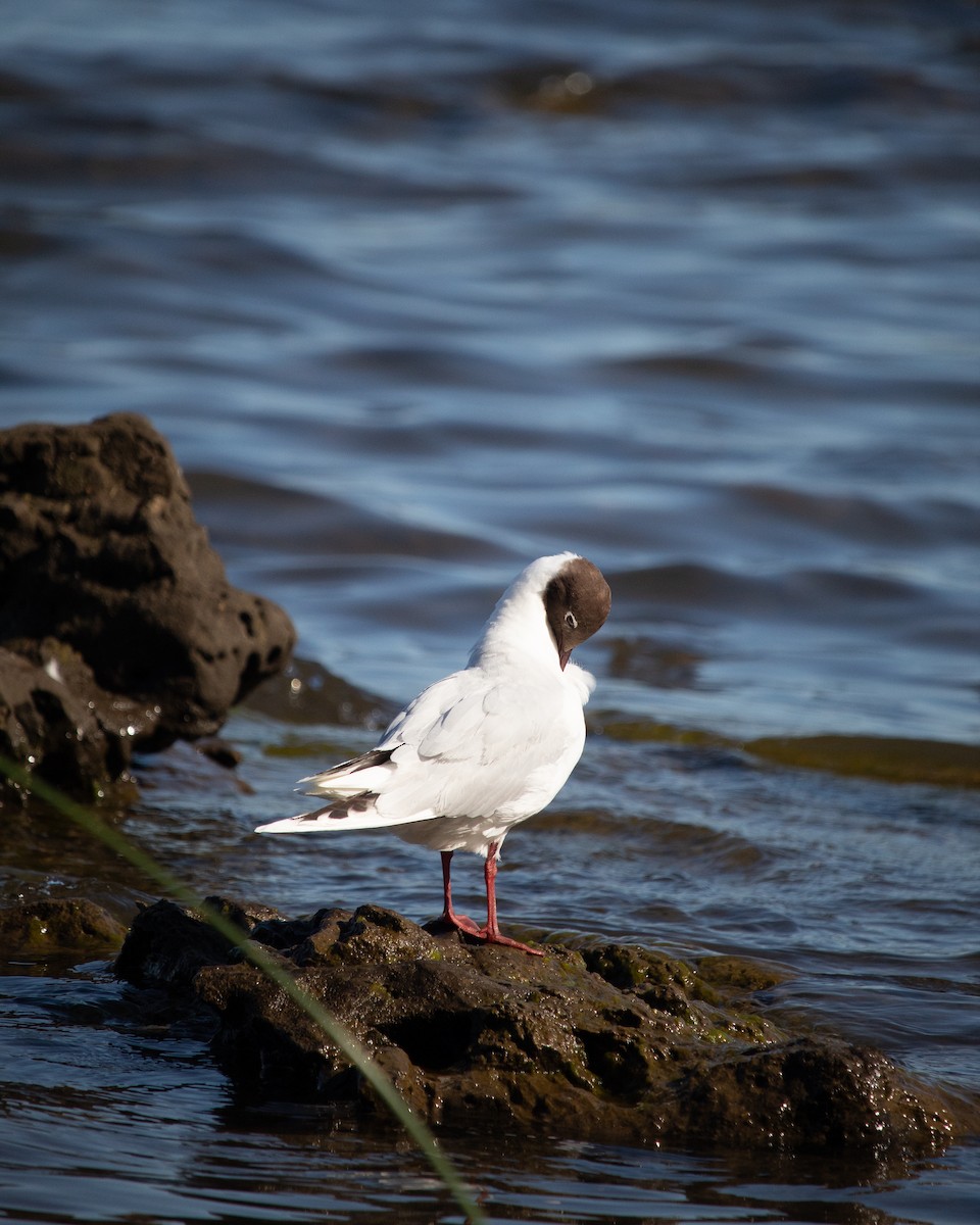 Brown-hooded Gull - ML613890652