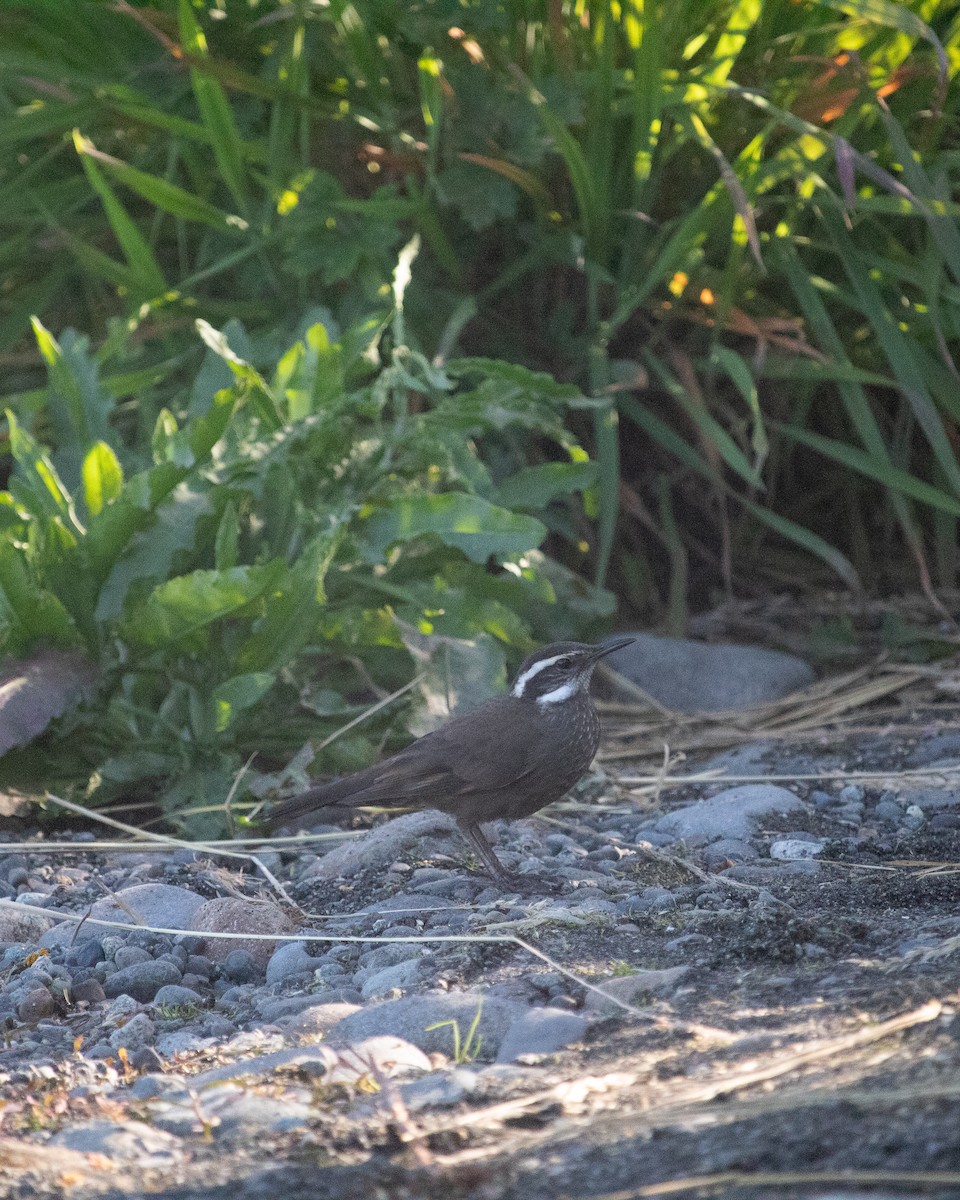 Dark-bellied Cinclodes - ML613890657