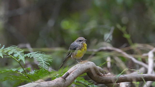 Eastern Yellow Robin - ML613890702