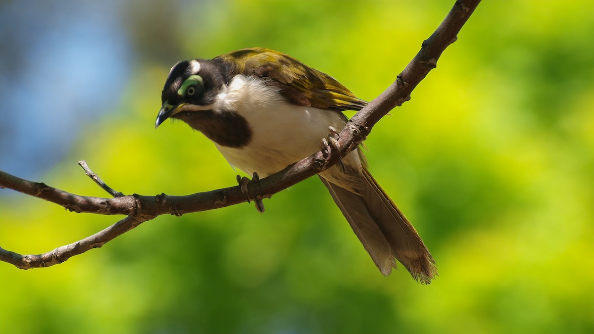 Blue-faced Honeyeater - ML613890711