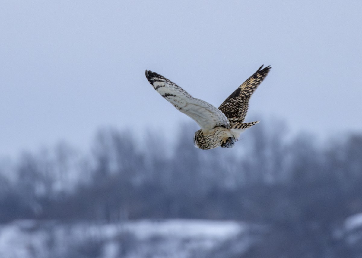 Short-eared Owl - Rachel Holzman