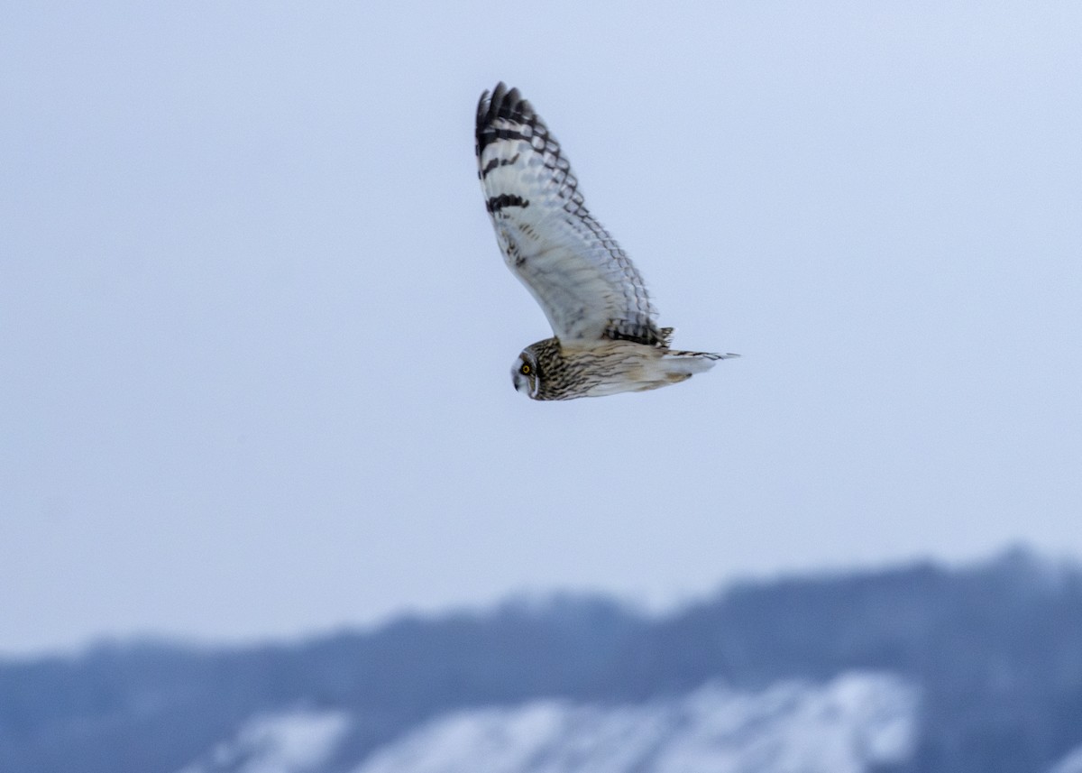 Short-eared Owl - Rachel Holzman