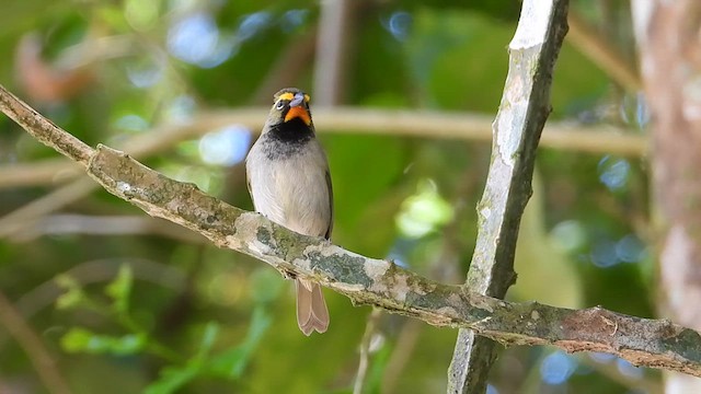 Yellow-faced Grassquit - ML613890973