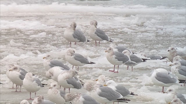 Glaucous-winged Gull - ML613891036