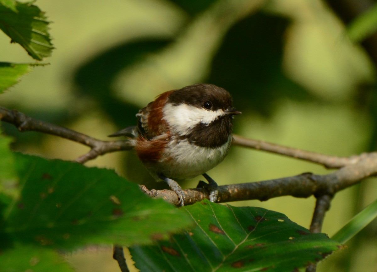 Mésange à dos marron - ML613891091