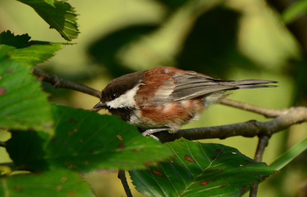 Mésange à dos marron - ML613891092