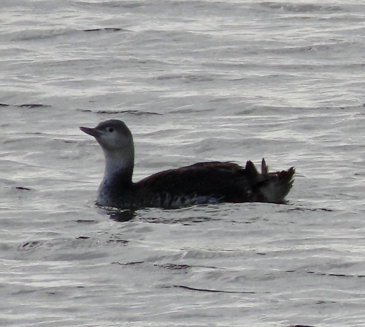 Red-throated Loon - ML613891193