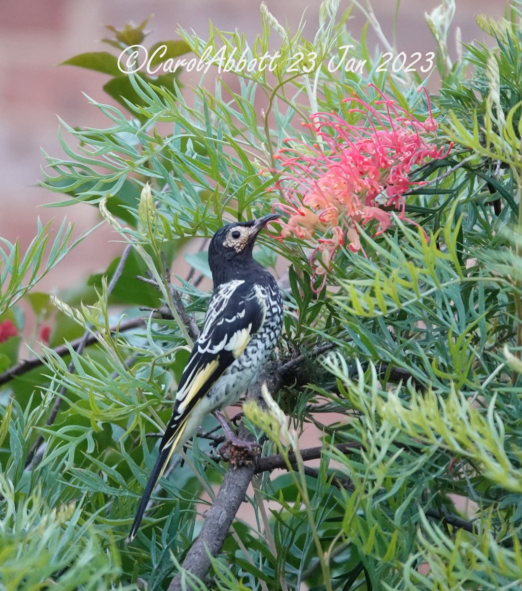 Regent Honeyeater - ML613891295
