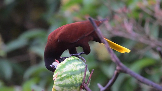 montezumaoropendola - ML613891299