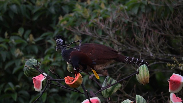 Montezuma Oropendola - ML613891303