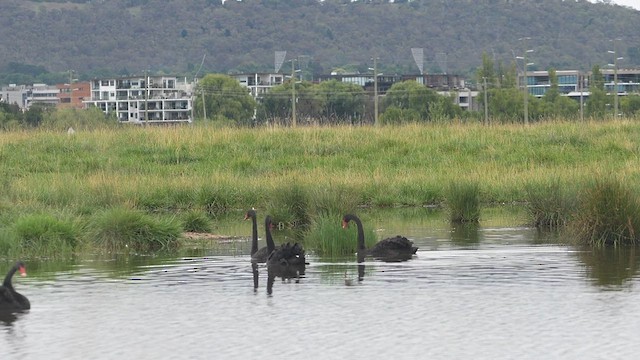 Schwarzschwan - ML613891304