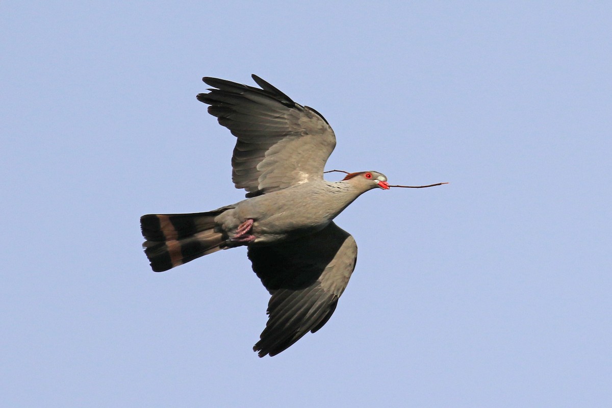 Topknot Pigeon - Mary Hynes