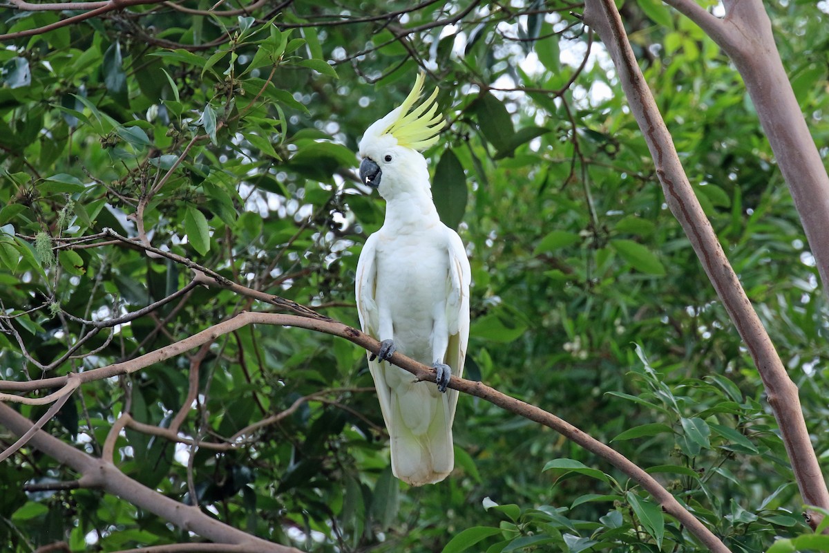 葵花鳳頭鸚鵡 - ML613891468