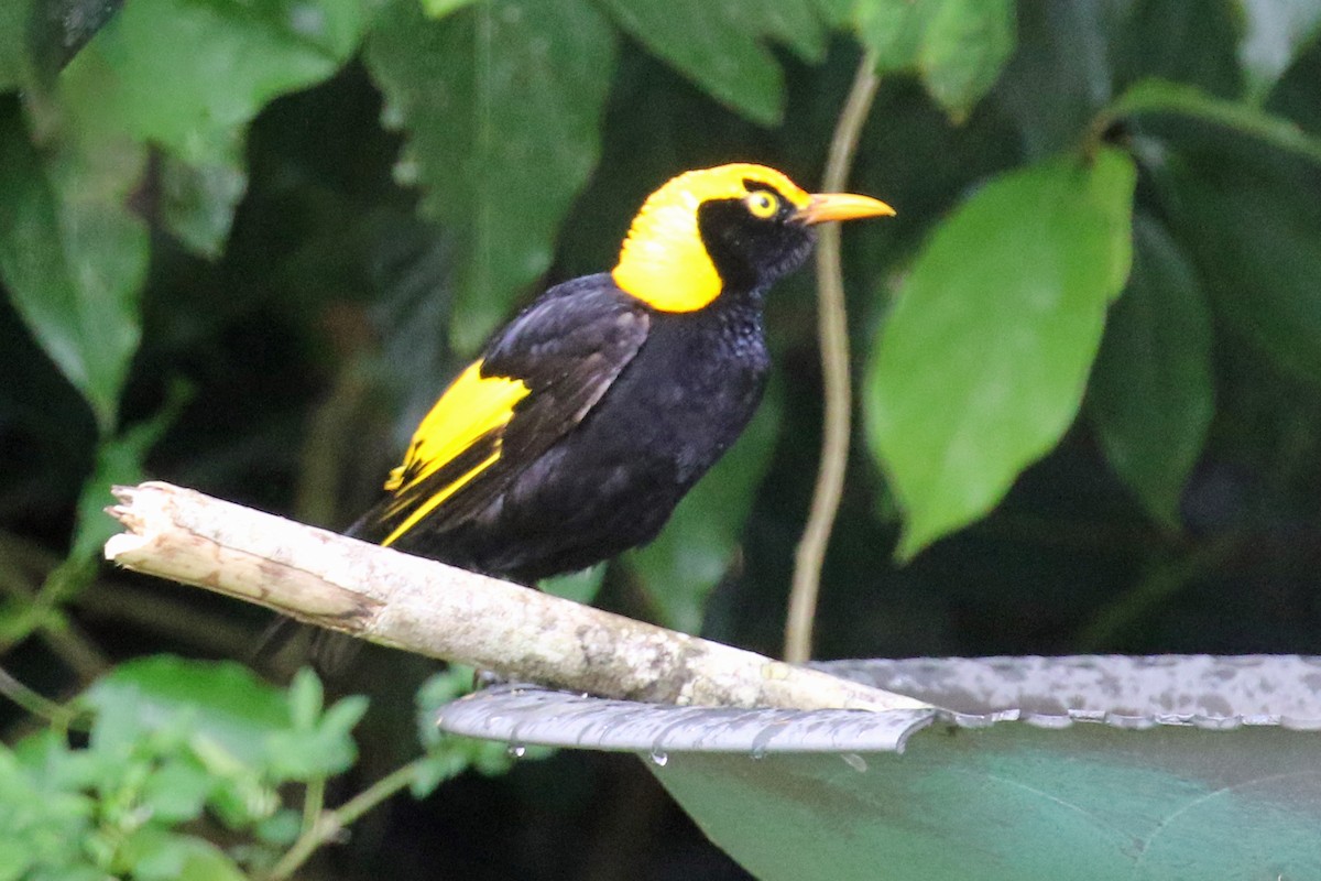 Regent Bowerbird - Mary Hynes