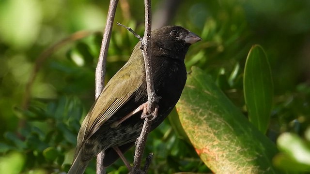 Black-faced Grassquit - ML613891548